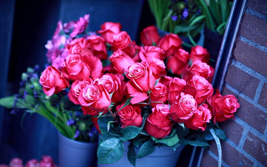 Pflanzen, Blumen, Rosen HD-Hintergrundbild