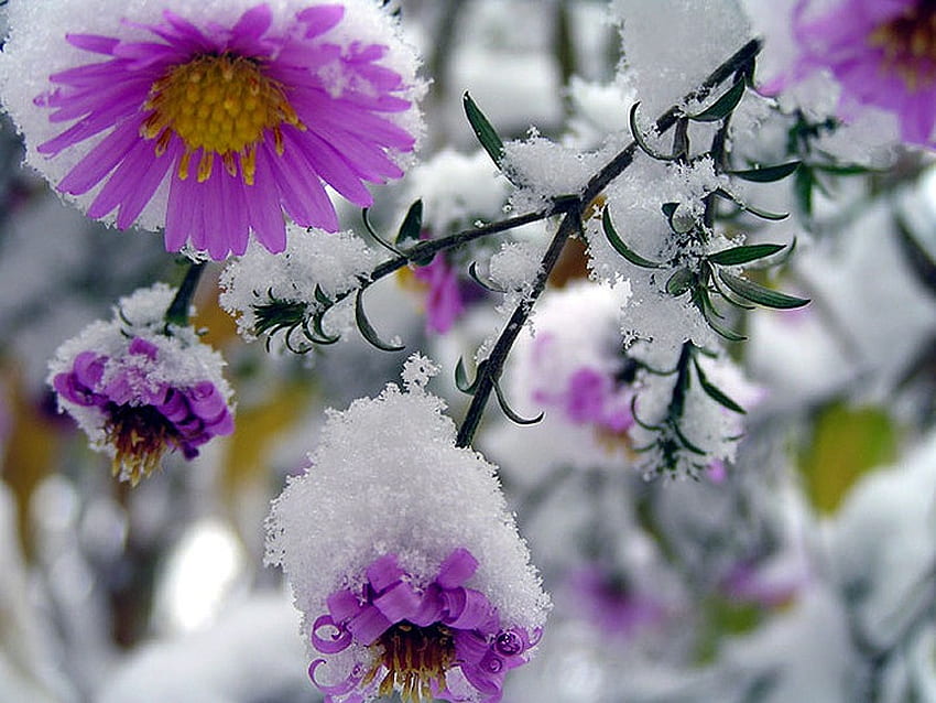 Snow-capped flowers, purple, frozen, snow, nature, flowers, capped HD wallpaper