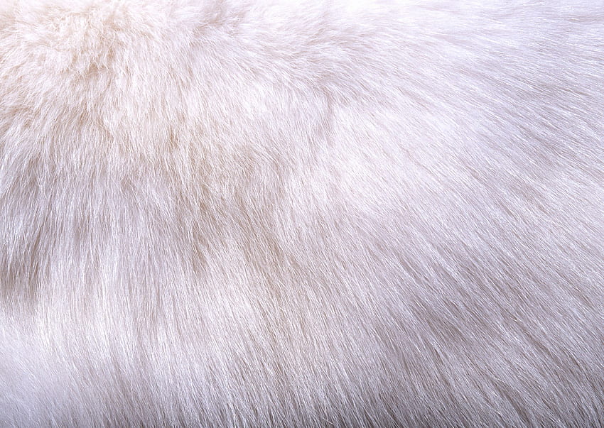 Pelz-Luxus [32] Weißes Fell auf einer Afari-Kombination - links vom Hudson HD-Hintergrundbild