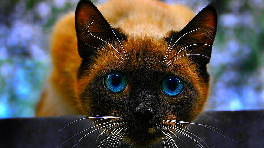 Siamese Cat, cute, pet, blue-eyed HD wallpaper