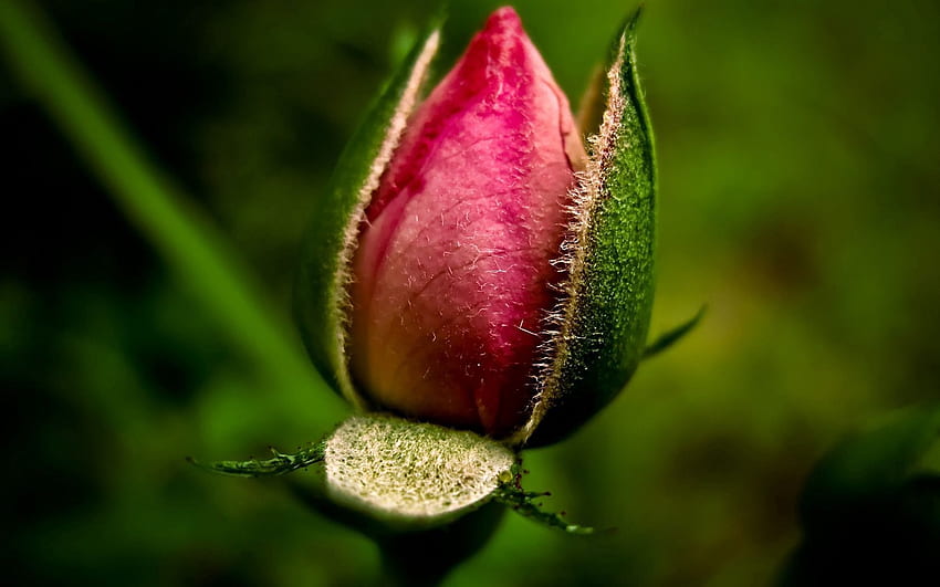 Blätter, Rosa, Blume, Makro HD-Hintergrundbild