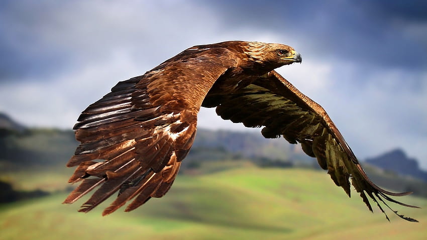 hawks, Animals, Birds, Flying, Eagle / HD wallpaper