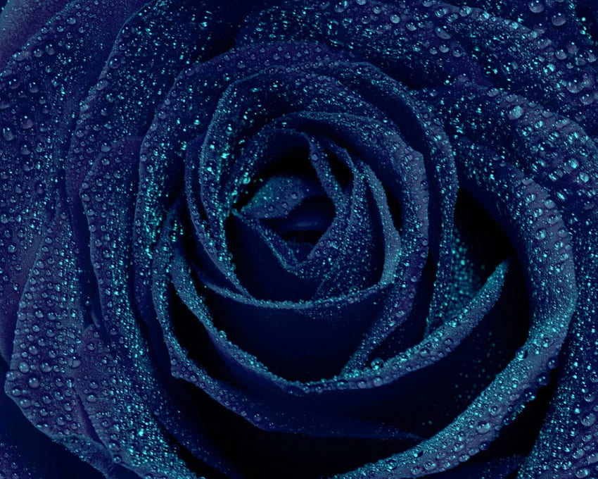 Blue Open Rose, blue, rose, open rose, blue rose HD wallpaper
