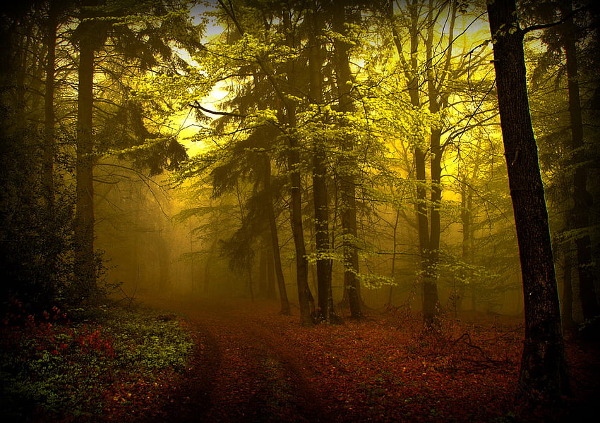 bosque, camino, hermoso, caminar, agradable, hojas, madera, fresco, árboles, naturaleza fondo de pantalla