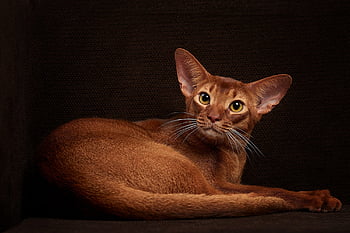 Abyssinian cat in baseball cap isolated Stock Photo by ©Aivolie 1691839