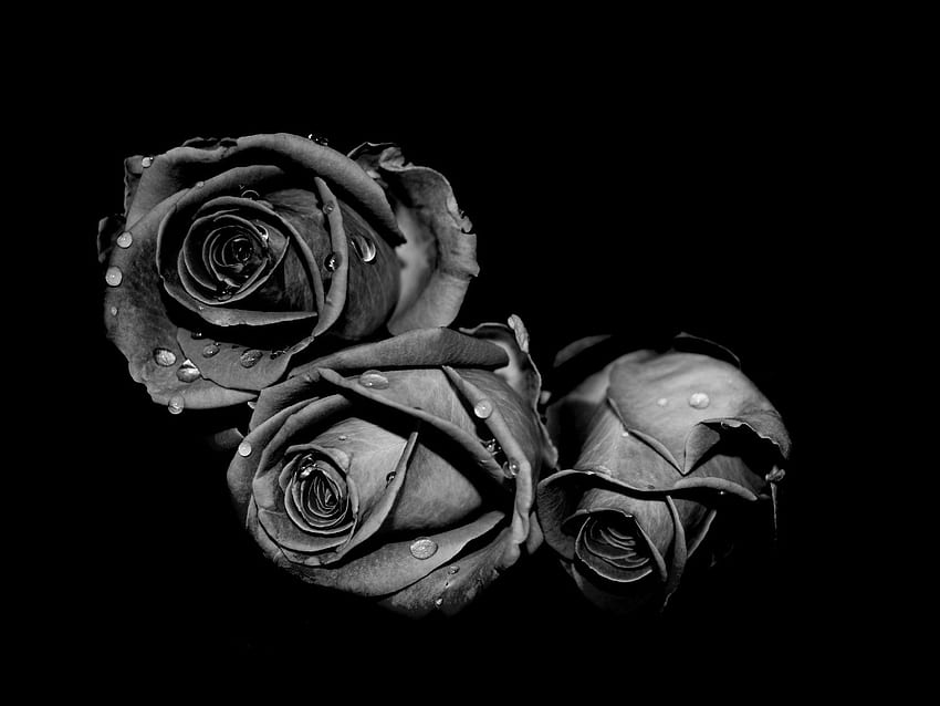 Fine Q Black Rose . Fine Ultra, Black Roses HD wallpaper