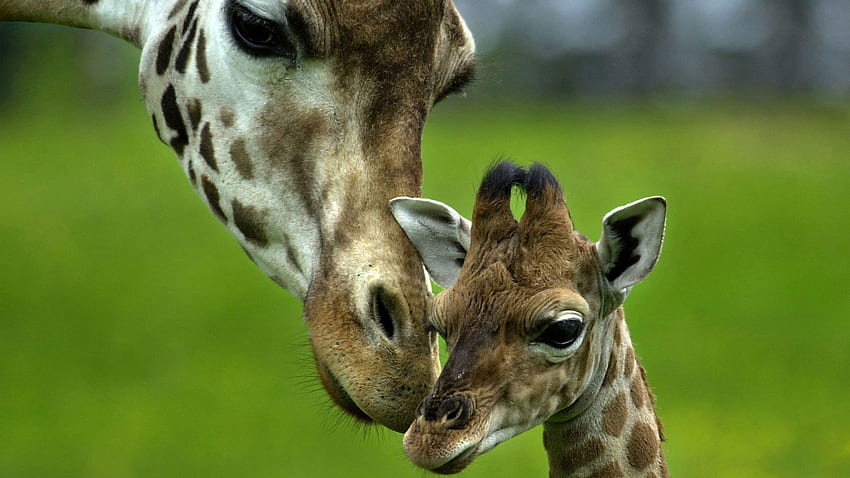 Animals, Young, Spotted, Spotty, Head, Care, Joey, Giraffe HD wallpaper