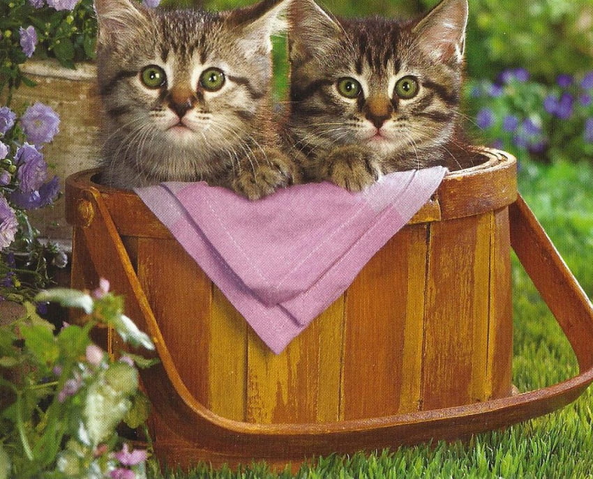 Tabby kittens in a picnic basket, kitten, basket, tablecloth, tabby, grass HD wallpaper