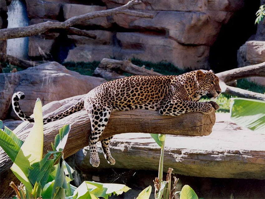 Juste relaxant, chat, léopard, membre, rocher Fond d'écran HD