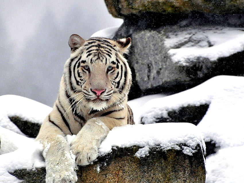 Tigre Siberiano Branco Amur Tigre Siberiano Branco [] para seu celular e tablet. Explore o Tigre Siberiano. Tigre, Tigre da Neve, Tigre Siberiano Branco Fresco papel de parede HD