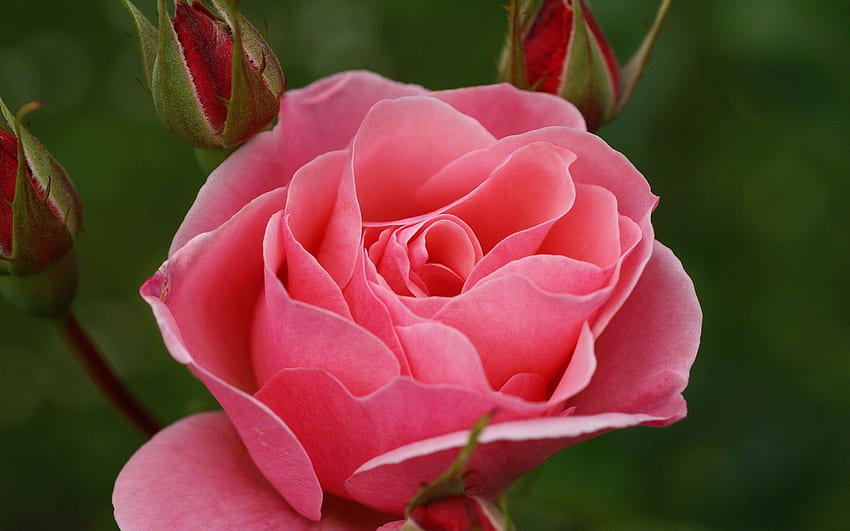 Pink Rose, Pink, Love, Pretty, Rose HD wallpaper
