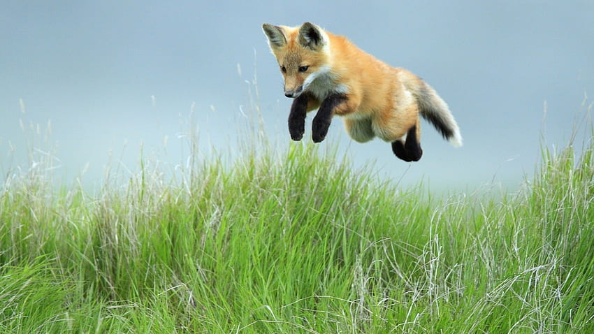 Fox Spring, Baby Red Fox HD wallpaper