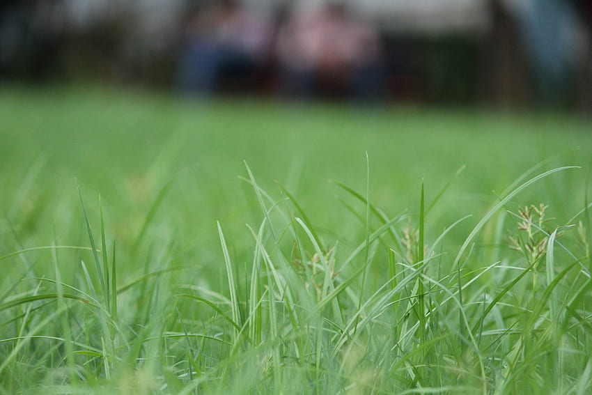 grass, Nature, Blurred / and Mobile Background, Blurred Grass HD wallpaper