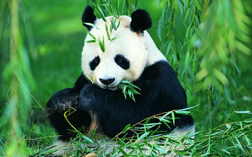 Look at me!!!, animal, bear, pretty, cute, nature, panda, tree, nice HD wallpaper