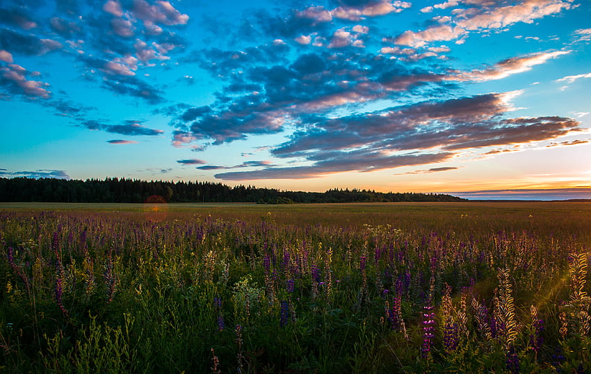 Nature, Sunset, Grass, Sky, Summer, Field HD wallpaper