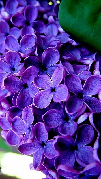 Purple flowers for best HD wallpapers | Pxfuel