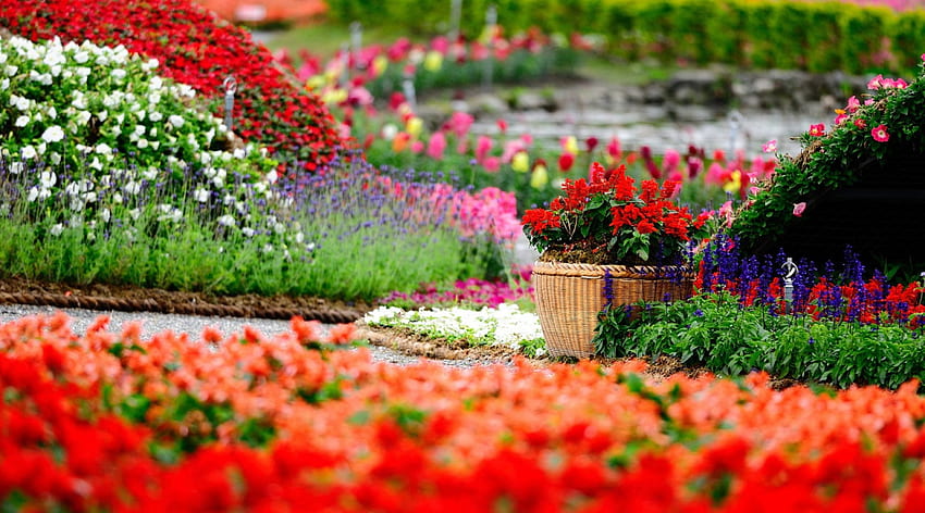 Spring Flowers Park, Jardins, Flores, Parques, Natureza, Primavera papel de parede HD