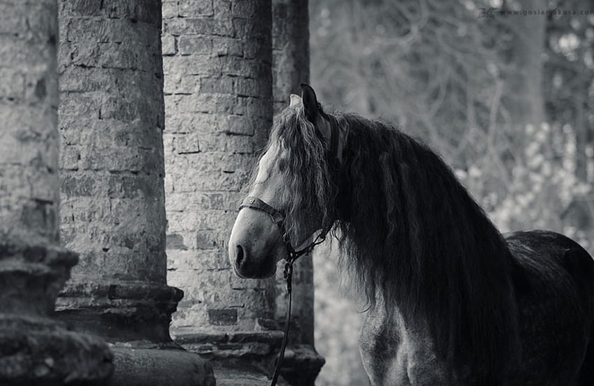 Black & White Andalusier, Spanier, Andalusier, Pferde, Schimmel, Apfelschimmel, Iberer HD-Hintergrundbild