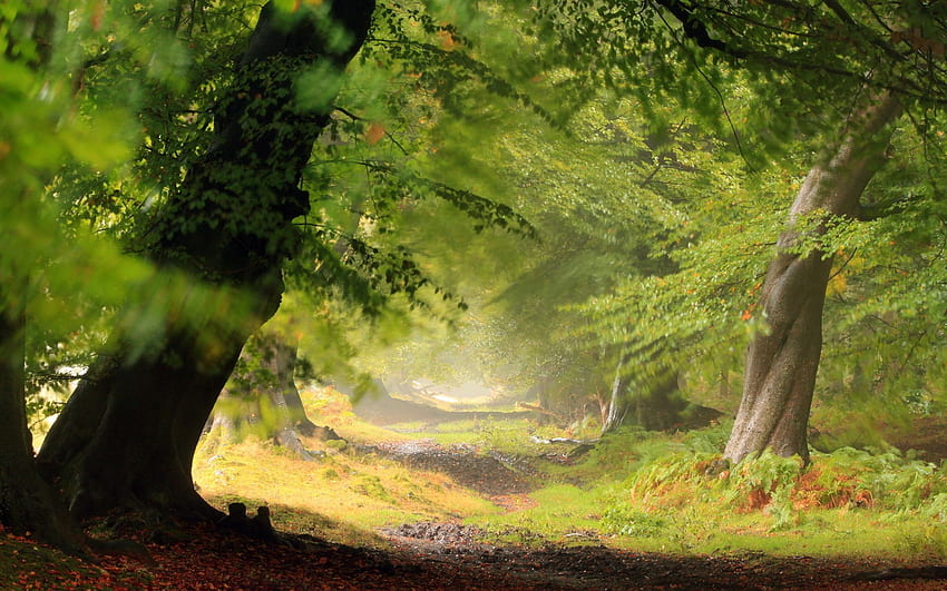 3D Forest Wallpapers  Wallpaper Cave