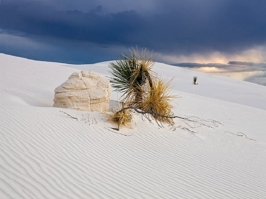 White Sands, sky, sand, plants, nevada HD wallpaper