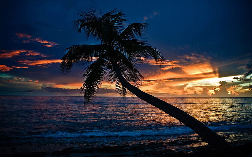 Palm beach, Nice, Sundown, Background, Sea HD wallpaper