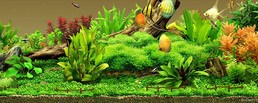 Hosni Ben Abdesslem über Illustrationen. Aquariumlandschaft, Aquarium live, Aquariumhintergrund, Süßwasseraquarium HD-Hintergrundbild