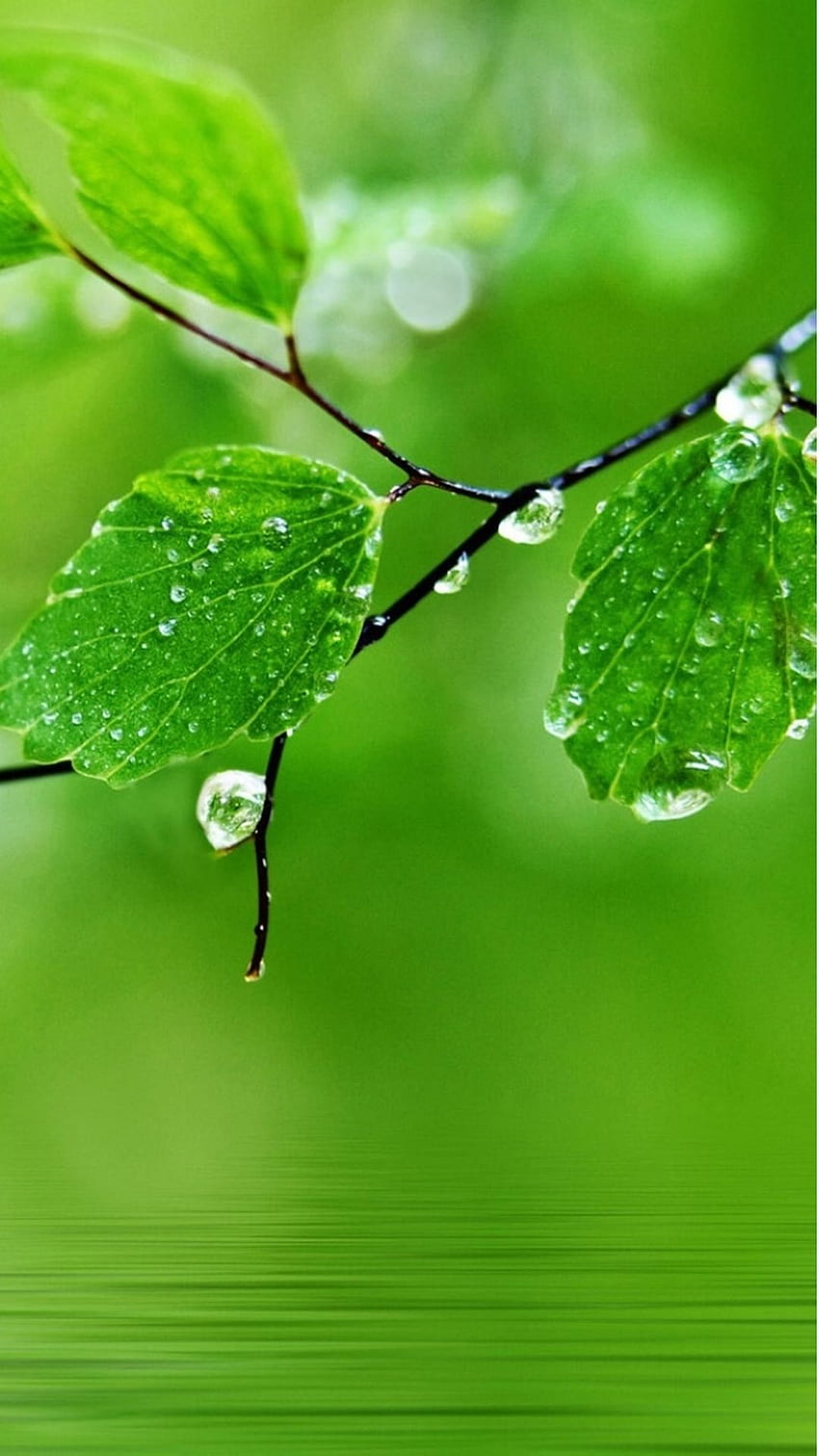 Pure Fresh Dew Leaf Branch Over Water HD phone wallpaper