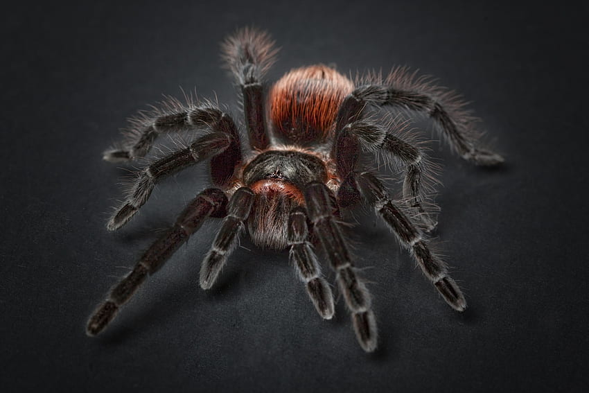 Spider Tarantula Arachnophobia Insect Macro Resolution , , Background, and HD wallpaper