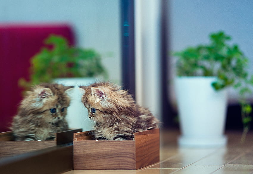 สัตว์ต่างๆ แสงสะท้อน ดอกไม้ คิตตี้ ลูกแมว พืชในร่ม กระถาง กระจก โลงศพ วอลล์เปเปอร์ HD