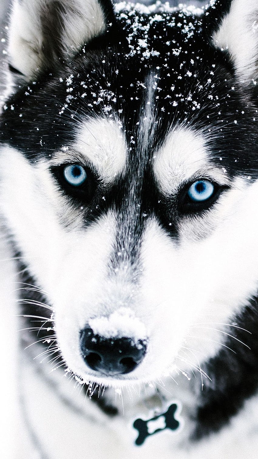 ハスキー、犬、銃口、青い目の背景。 ハスキー犬の青い目、かわいいハスキーの子犬、青い目のハスキー、シベリアン ハスキー犬 HD電話の壁紙