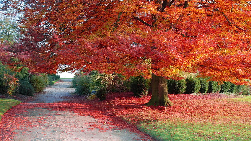 saupoudré de rouge, automne, nature, graphie, tomber Fond d'écran HD