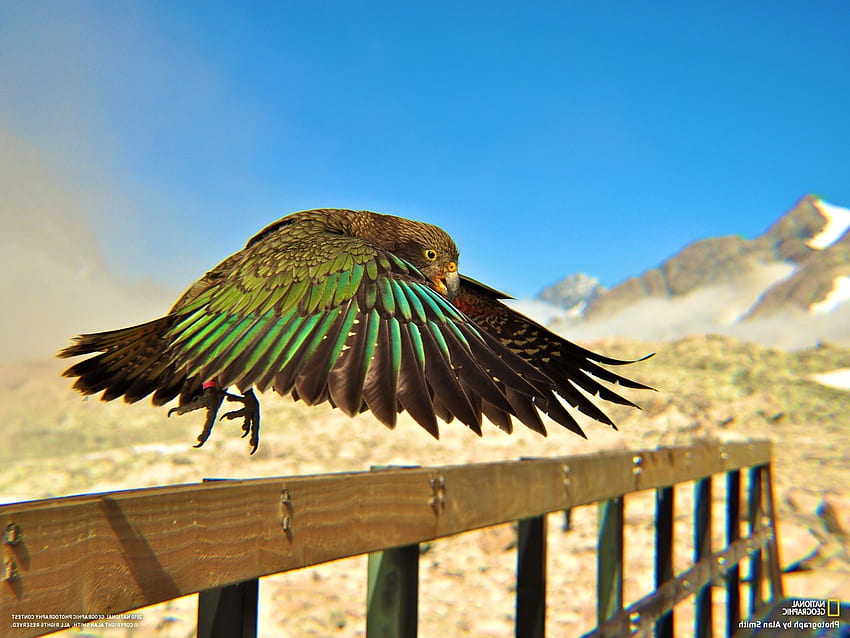 kea national geographic birds depth of field feathers parrot / and Mobile Background HD wallpaper