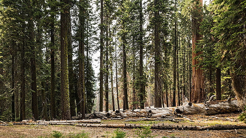 Holzstämme Algen bedeckt Stamm grüne Bäume Wald Hintergrund Natur HD-Hintergrundbild