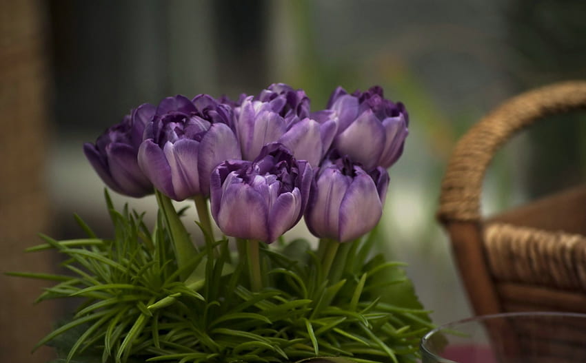 Little purple tulips bouquet, basket, leaves, flowers, tulips HD wallpaper