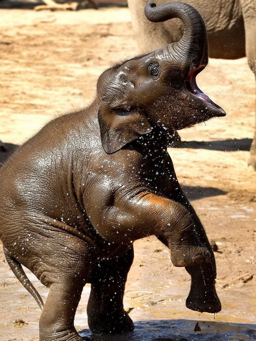 Baby Elephant For iPhone Gallery [] for your , Mobile & Tablet ...