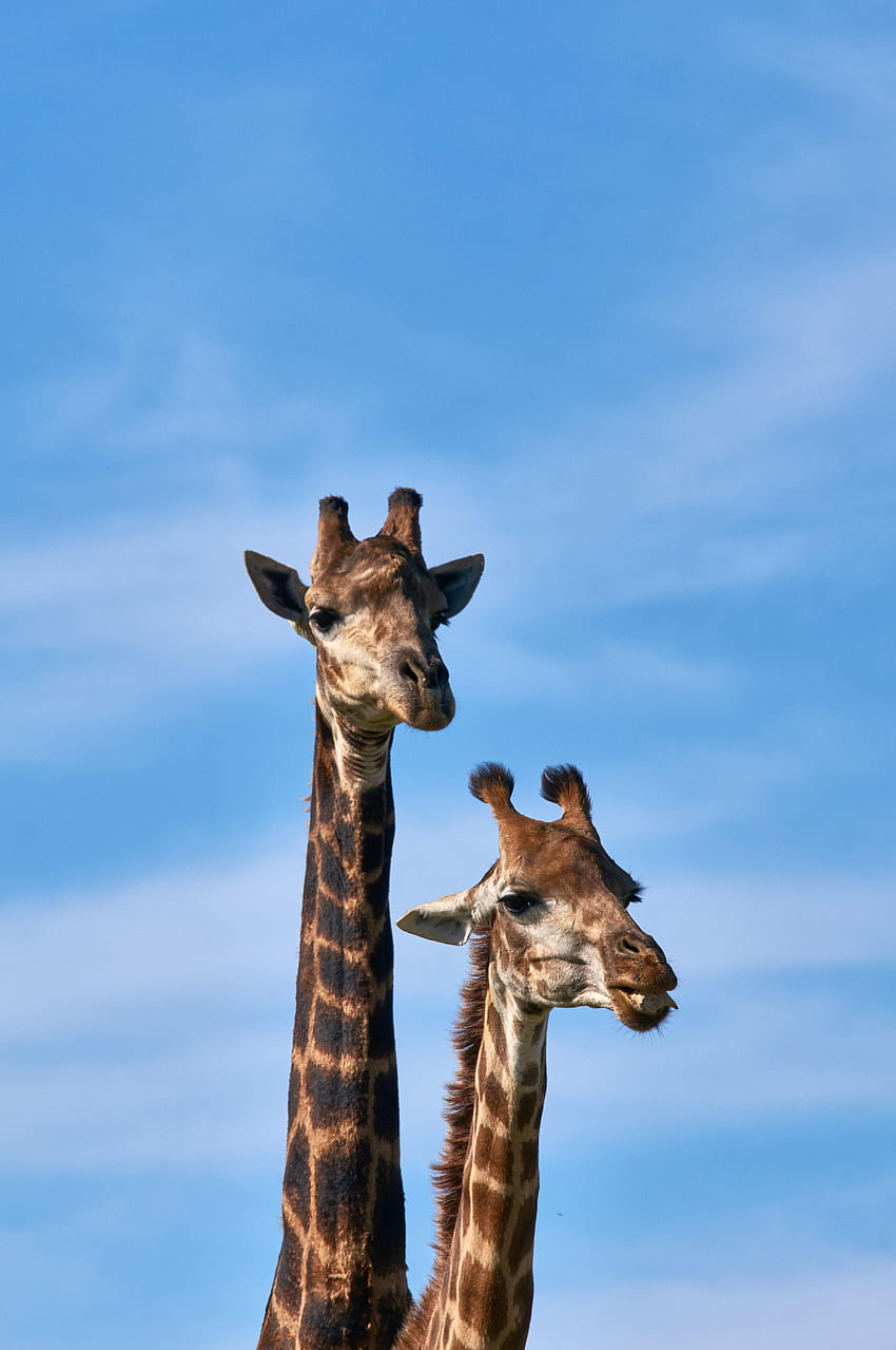 Animals, Giraffe, Long Neck HD phone wallpaper