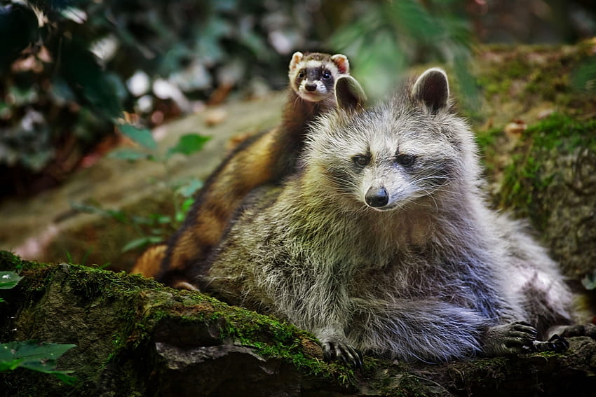 Animals, Ferret, Friends, Raccoon HD wallpaper
