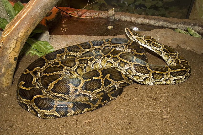 Burmese python HD wallpaper