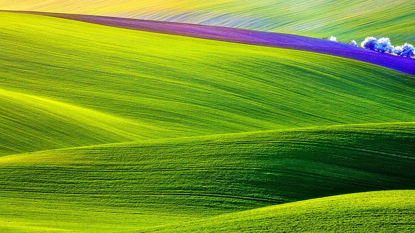 Sonniges Frühlings-Natur-grünes Feld HD-Hintergrundbild
