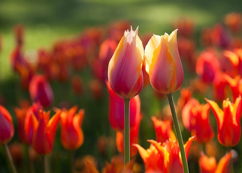 ดอกทิวลิป ทิวลิป ธรรมชาติ สีส้ม ดอกไม้ วอลล์เปเปอร์ HD
