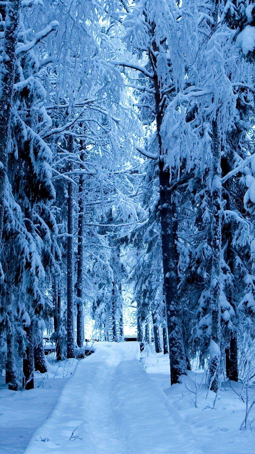 Hielo azul del bosque nevado. androide País de las maravillas de invierno, nevadas, de Navidad, nieve de hielo fondo de pantalla del teléfono