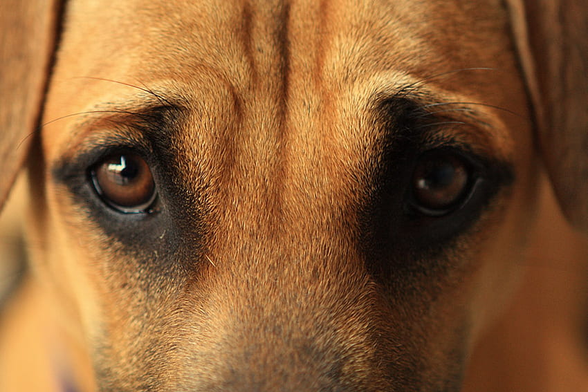 Look into my Eyes, dog, sad, sorry, brown, eyes, cute HD wallpaper