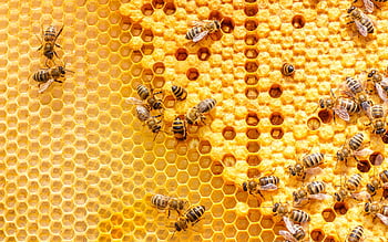 Buy Bee Wallpaper Honey Bee Wallpaper Bee Drawer Liners Online in India   Etsy
