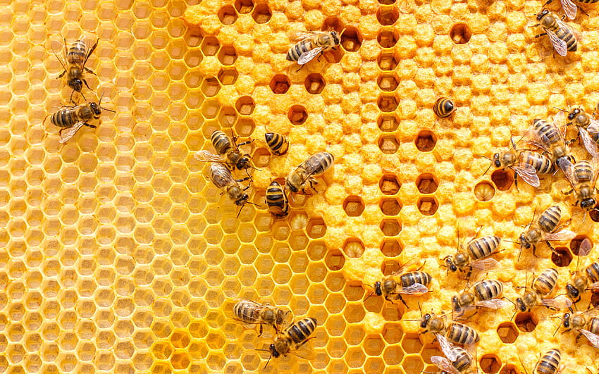 bees on honeycombs, honey, honeycomb filling, bees, honey concepts, honeycomb HD wallpaper