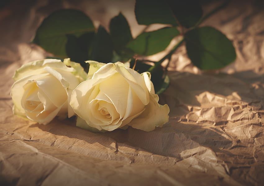 Flowers, Roses, Couple, Pair, Shadow, Paper HD wallpaper