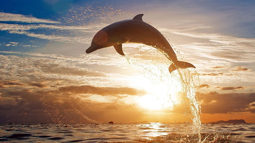 Dolphin Jump in Sea During Sunset HD wallpaper