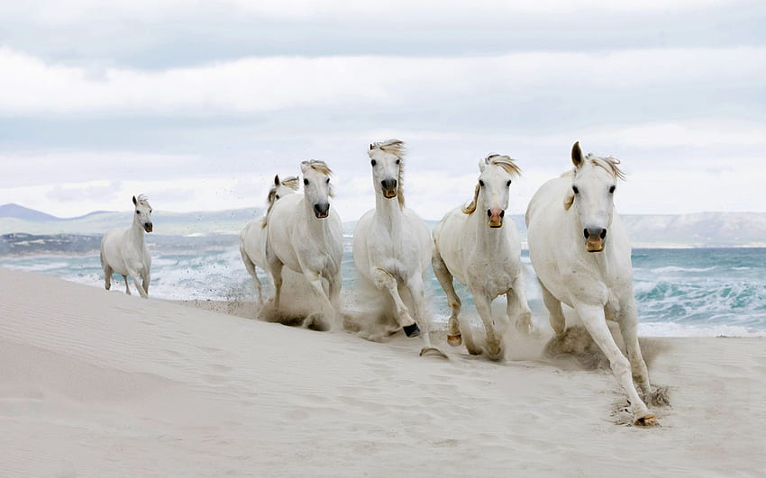 あなたの、モバイル＆タブレット用のセブンホースSF []。 ビーチで走っている白い馬を探索してください。 ビーチで実行されている白い馬, 白い馬, 7 頭の馬 高画質の壁紙