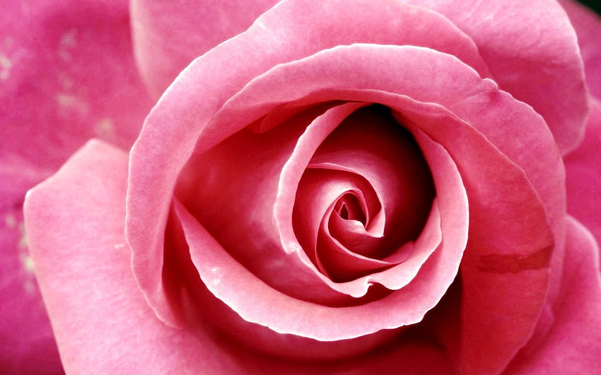 Stunning Hot Pink Rose Background HD wallpaper