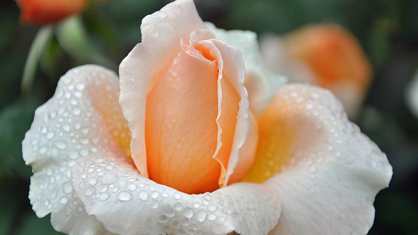 Linda Flor, rosa, natureza, flor, flor papel de parede HD