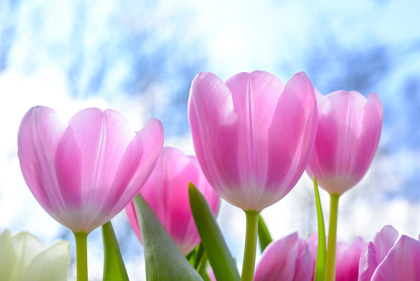 Fresh, pink tulips, flowers HD wallpaper | Pxfuel